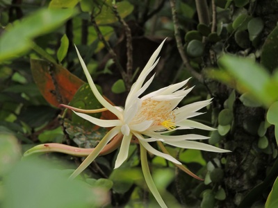Night-blooming cereus