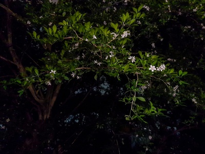 Night-blooming jasmine