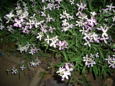 Night-scented stock