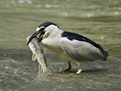 Night heron