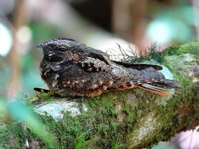 Nightjar