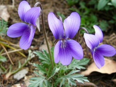 Nikolai's Violet