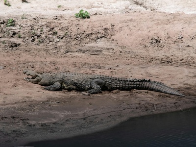 Nile crocodile