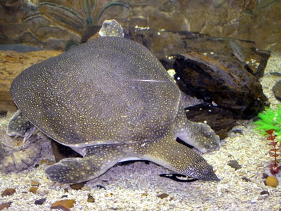 Nile Softshell Turtle