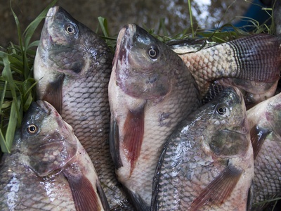 Nile tilapia