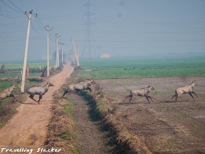 Nilgai