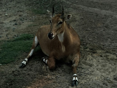 Nilgai