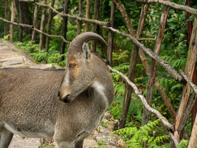 Nilgiri tahr