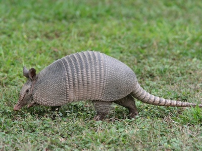 Nine-banded Armadillo