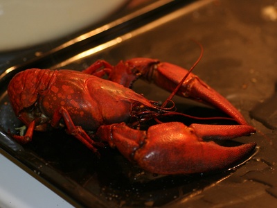Noble crayfish