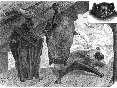 Noctule