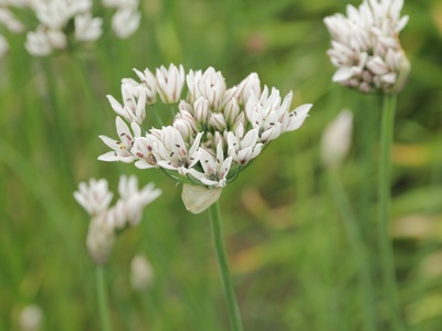 Nodding onion