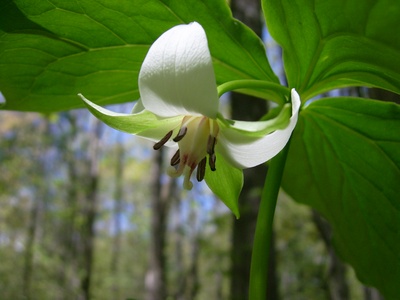Nodding trillium