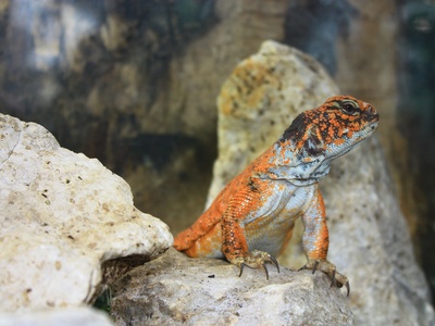 North African spiny-tailed lizard