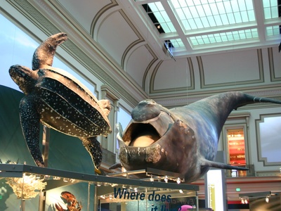 North Pacific Right Whale