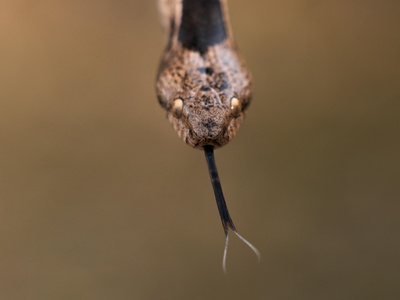 Northeast African Saw-scaled Viper