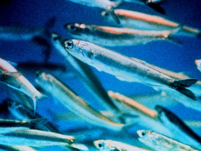 Northern anchovy