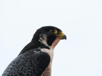 Northern Aplomado Falcon