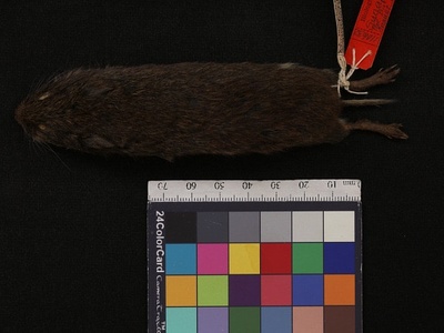 Northern Bog Lemming