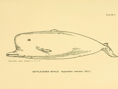 Northern bottlenose whale