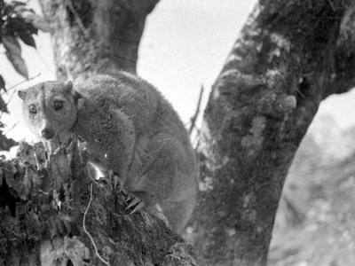 Northern Common Cuscus