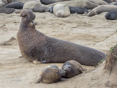 Northern Elephant Seal