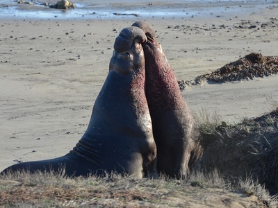 Northern elephant seal