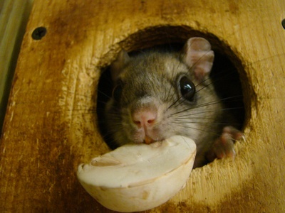 Northern Flying Squirrel