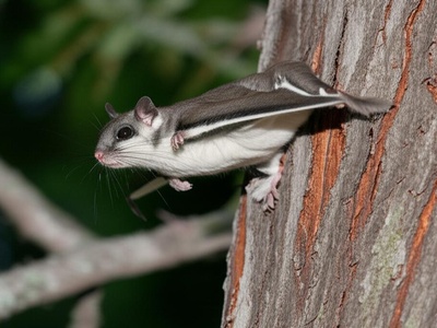 Northern Flying Squirrel