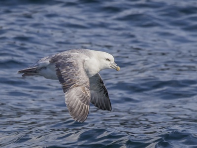 Northern fulmar