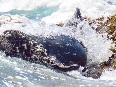 Northern Fur Seal