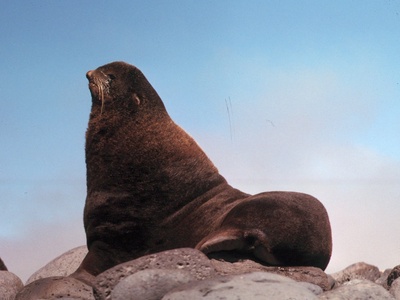 Northern fur seal
