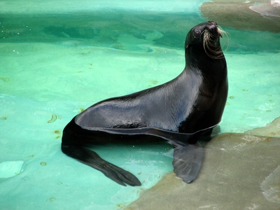 Northern fur seal