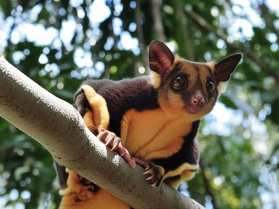 Northern Glider