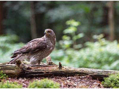Northern Goshawk