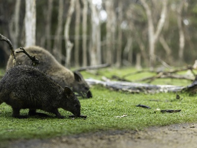Northern hairy-nosed wombat