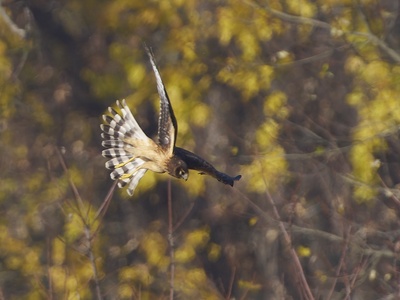 Northern harrier