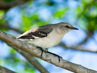 Northern mockingbird