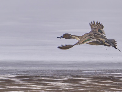 Northern Pintail