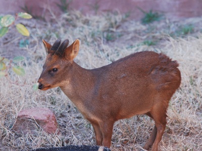 Northern pudu