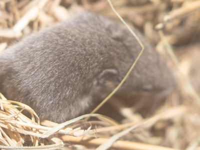 Northern pygmy mouse