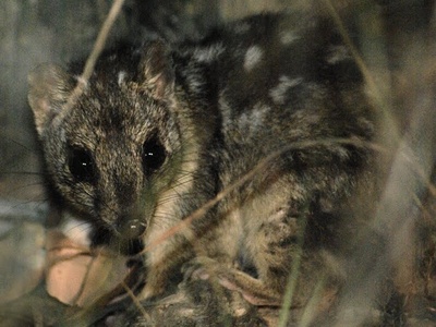 Northern quoll