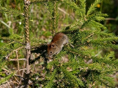 Northern red-backed vole