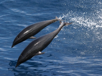 Northern Right Whale Dolphin