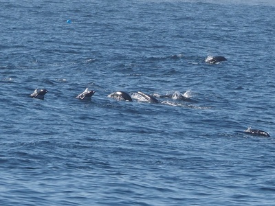 Northern Right Whale Dolphin