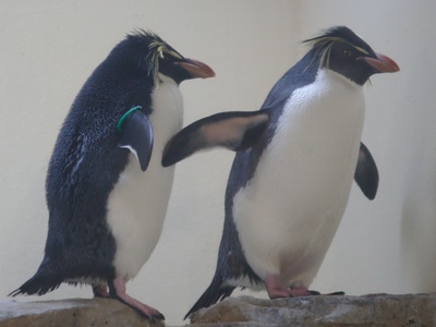 Northern Rockhopper Penguin