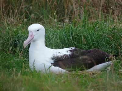 Northern Royal Albatross
