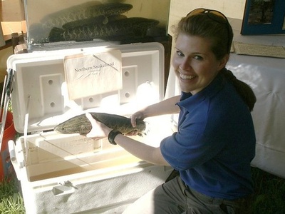 Northern snakehead