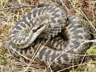 Northern snakehead