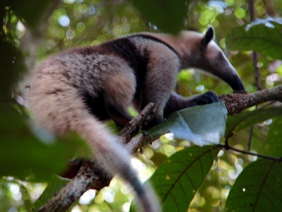 Northern tamandua